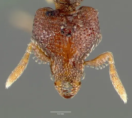 Strumigenys rabesoni - CASENT0006034