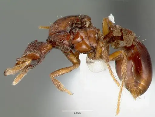 Strumigenys rabesoni - CASENT0006034