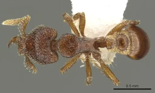 Strumigenys rabesoni - CASENT0900693