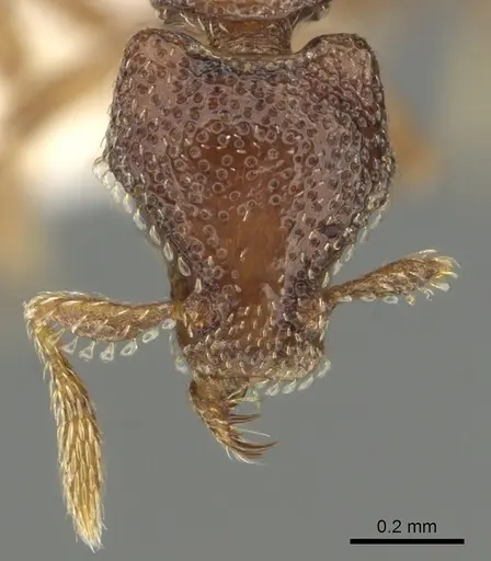 Strumigenys rabesoni - CASENT0900693