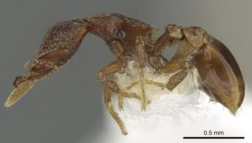 Strumigenys rabesoni - CASENT0900693