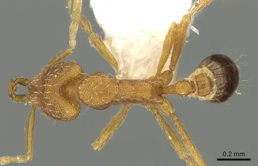 Strumigenys racabura specimen