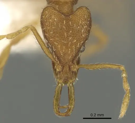 Strumigenys racabura specimen