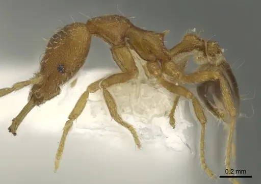 Strumigenys racabura specimen