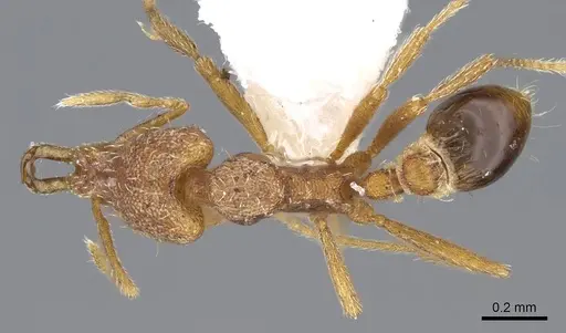 Strumigenys racabura - CASENT0914861