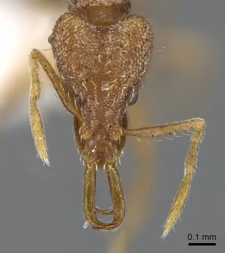 Strumigenys racabura - CASENT0914861