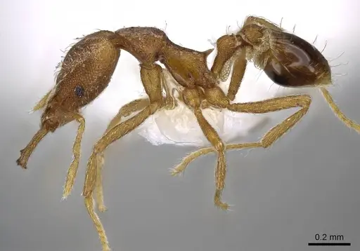 Strumigenys racabura - CASENT0914861