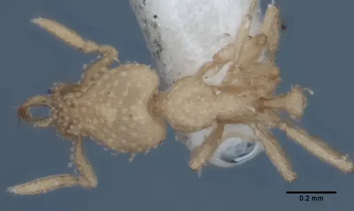 Strumigenys radix specimen