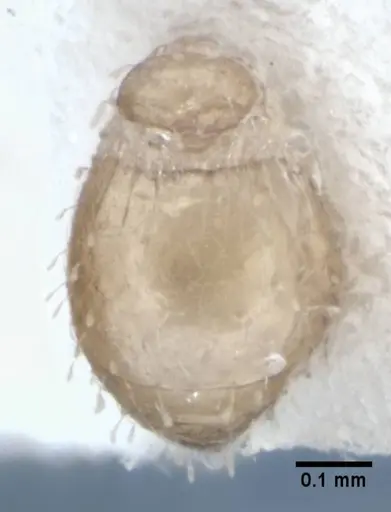 Strumigenys radix specimen