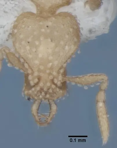 Strumigenys radix specimen