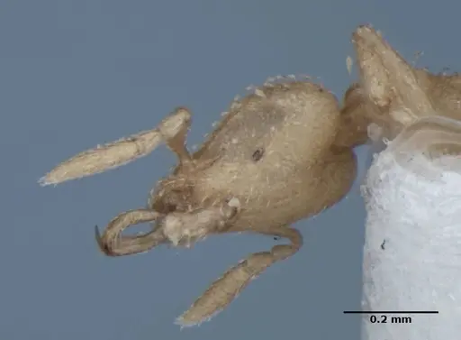 Strumigenys radix - ANIC32-017802