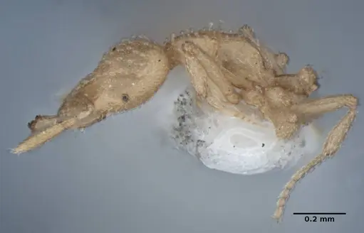 Strumigenys radix - ANIC32-017802