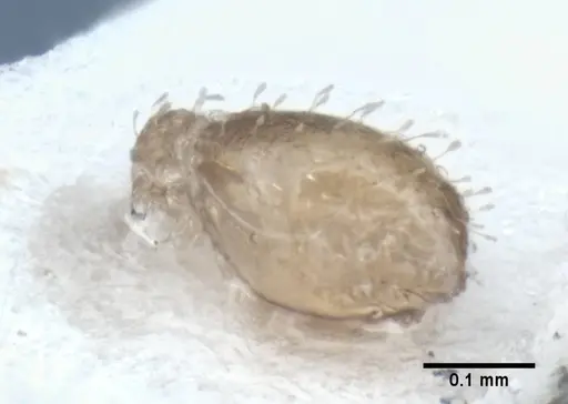 Strumigenys radix - ANIC32-017802