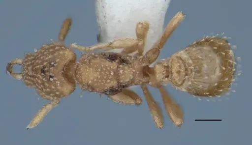 Strumigenys radix - ANIC32-017803