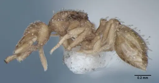 Strumigenys radix - ANIC32-017803