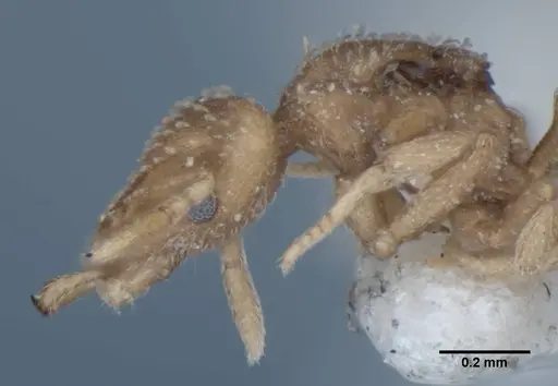 Strumigenys radix - ANIC32-017803