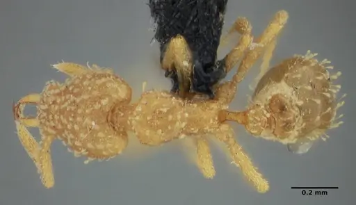 Strumigenys radix - ANTWEB1032232