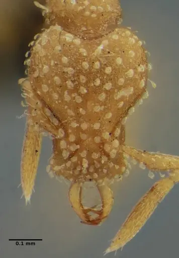 Strumigenys radix - ANTWEB1032232