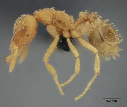 Strumigenys radix - ANTWEB1032232