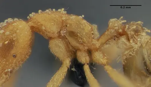 Strumigenys radix - ANTWEB1032232