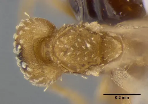 Strumigenys radix - ANTWEB1032235