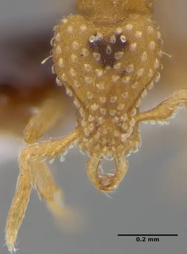 Strumigenys radix - ANTWEB1032235