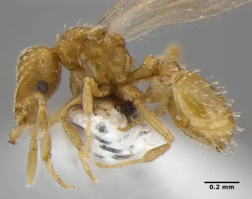 Strumigenys radix - ANTWEB1032235