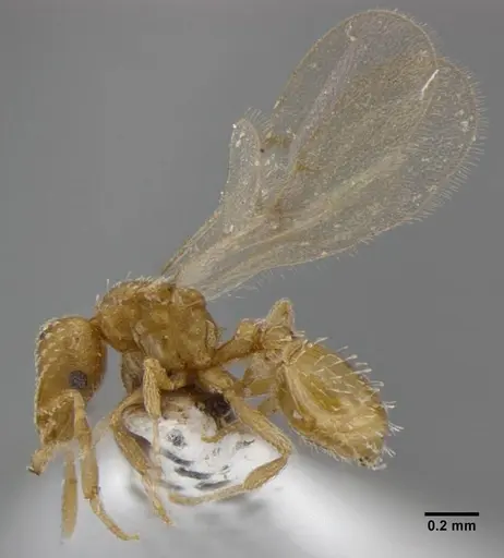 Strumigenys radix - ANTWEB1032235