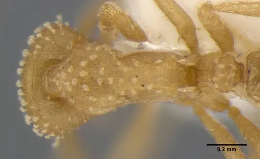 Strumigenys radix - ANTWEB1032315