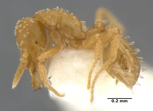 Strumigenys radix - ANTWEB1032315