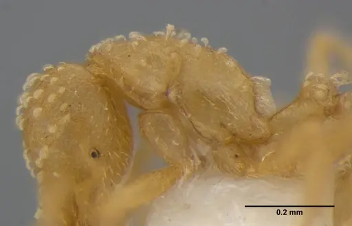 Strumigenys radix - ANTWEB1032315