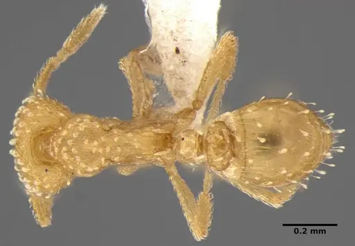 Strumigenys radix - ANTWEB1032316