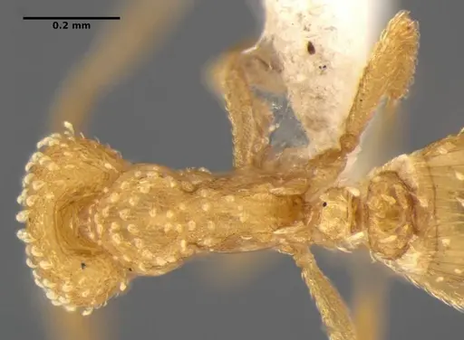 Strumigenys radix - ANTWEB1032316