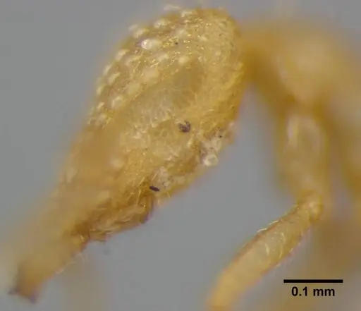 Strumigenys radix - ANTWEB1032316