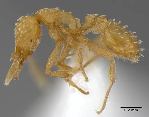 Strumigenys radix - ANTWEB1032316