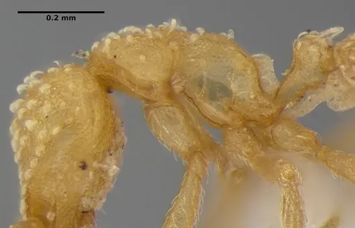 Strumigenys radix - ANTWEB1032316