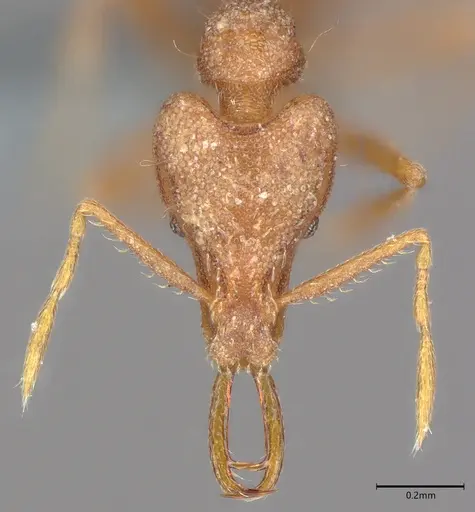 Strumigenys rallarhina specimen