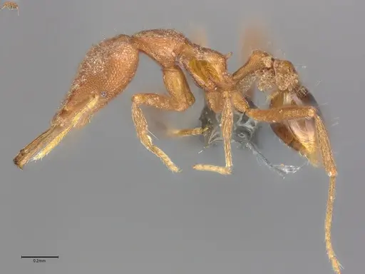 Strumigenys rallarhina specimen