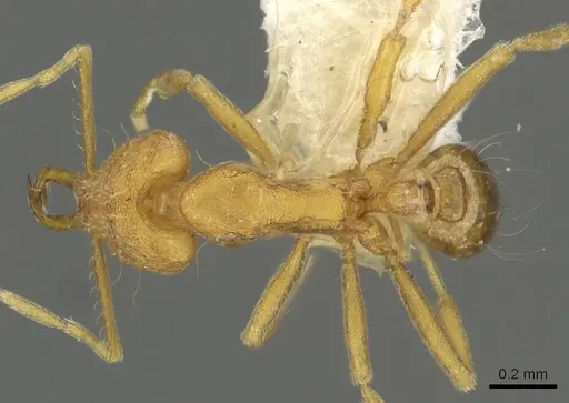 Strumigenys rallarhina - CASENT0900839