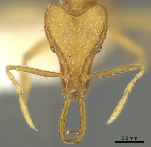 Strumigenys rallarhina - CASENT0900839