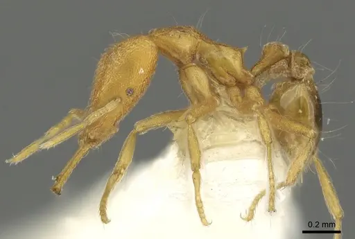 Strumigenys rallarhina - CASENT0900839