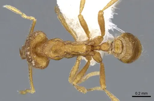 Strumigenys rallarhina - CASENT0914862