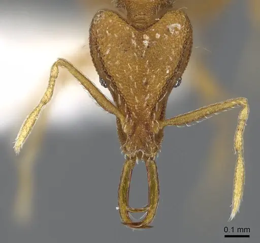 Strumigenys rallarhina - CASENT0914862