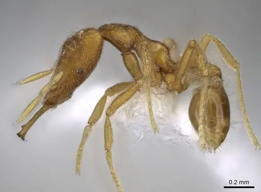 Strumigenys rallarhina - CASENT0914862