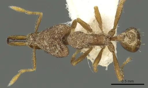 Strumigenys rantan specimen