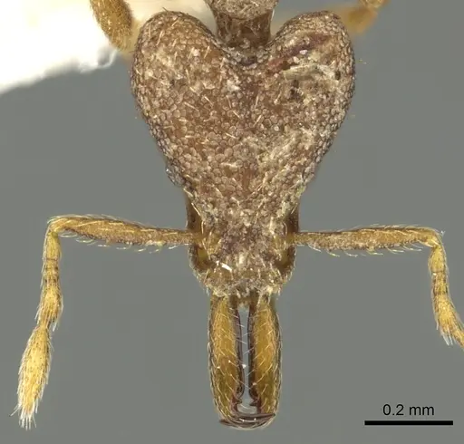 Strumigenys rantan specimen