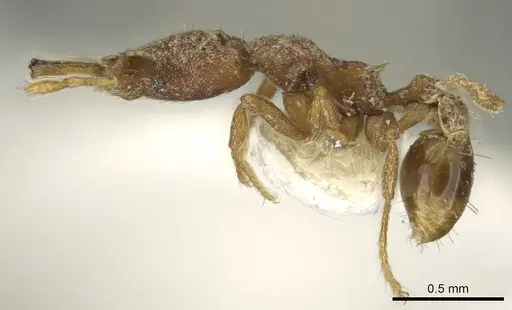 Strumigenys rantan specimen