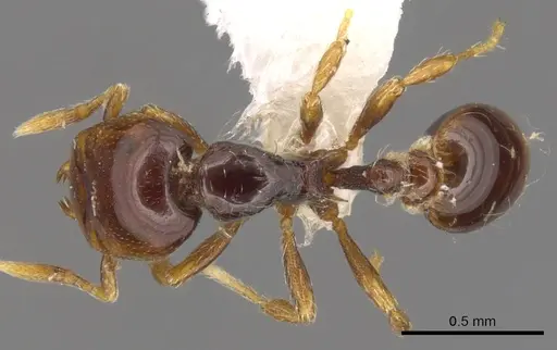 Strumigenys raptans specimen