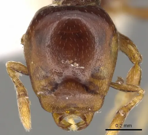 Strumigenys raptans specimen