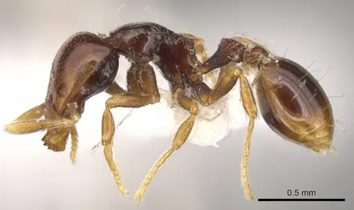 Strumigenys raptans specimen